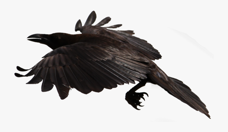 Crow Flying Transparent Background, Transparent Clipart