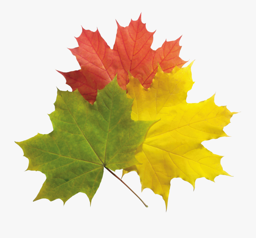 Autumn Leaves Png Image - Herbstblatt Png, Transparent Clipart