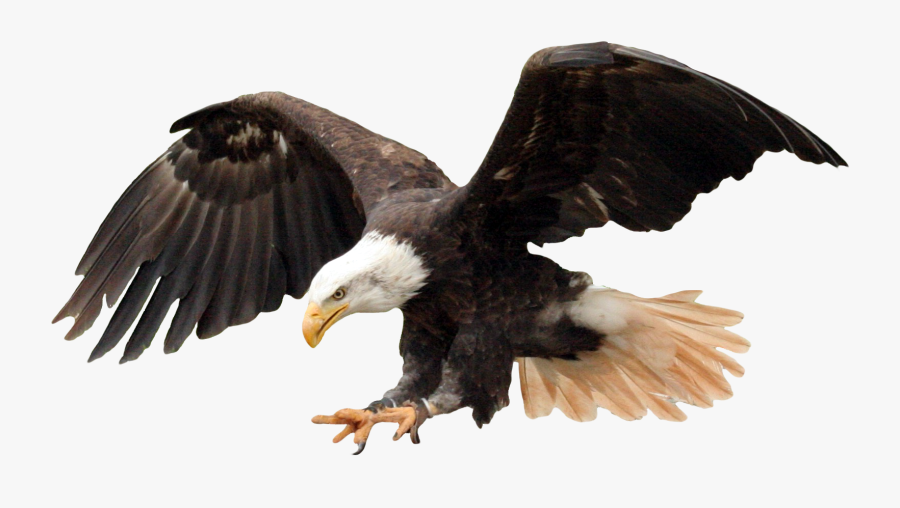 Bald Eagle Png Image - Eagle Png, Transparent Clipart
