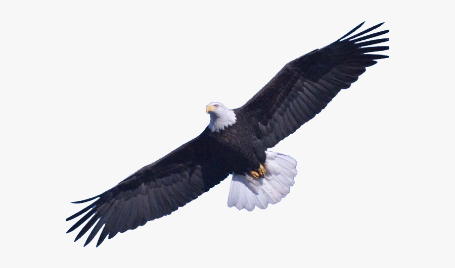 Eagle In The Sky, Transparent Clipart
