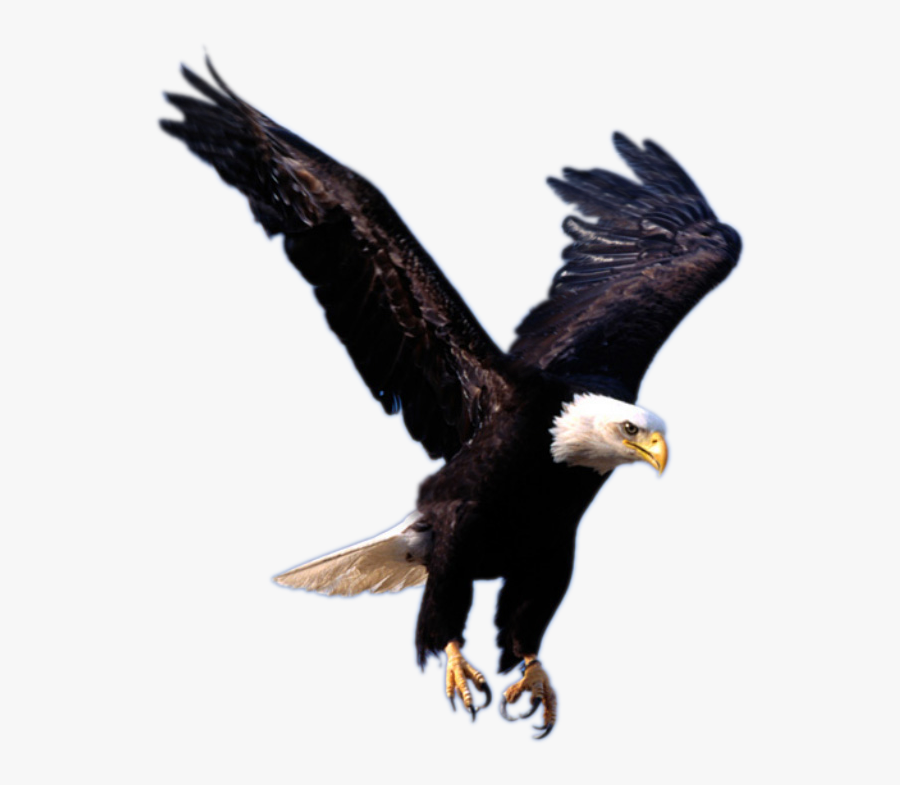 Bald Eagle Clipart Psd - Transparent Background Eagle Logo, Transparent Clipart