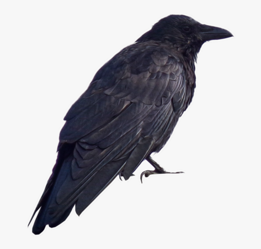Transparent Raven Clipart Png - Crow Dark Souls Png, Transparent Clipart