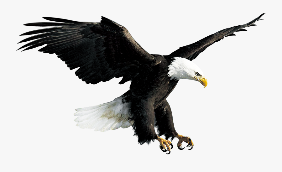 Bald Eagle Hawk Falconiformes - Flying Eagle Transparent Background, Transparent Clipart