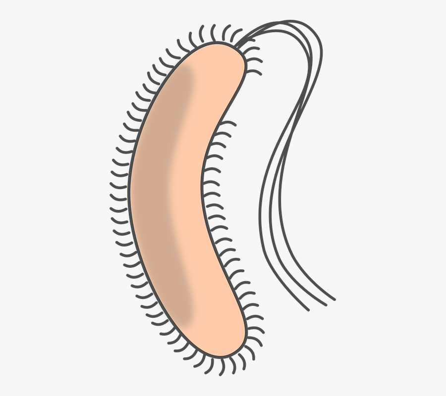 Bacteria, Flagellum, Capsule, Biology, Science, Pili Bacteria Clipart