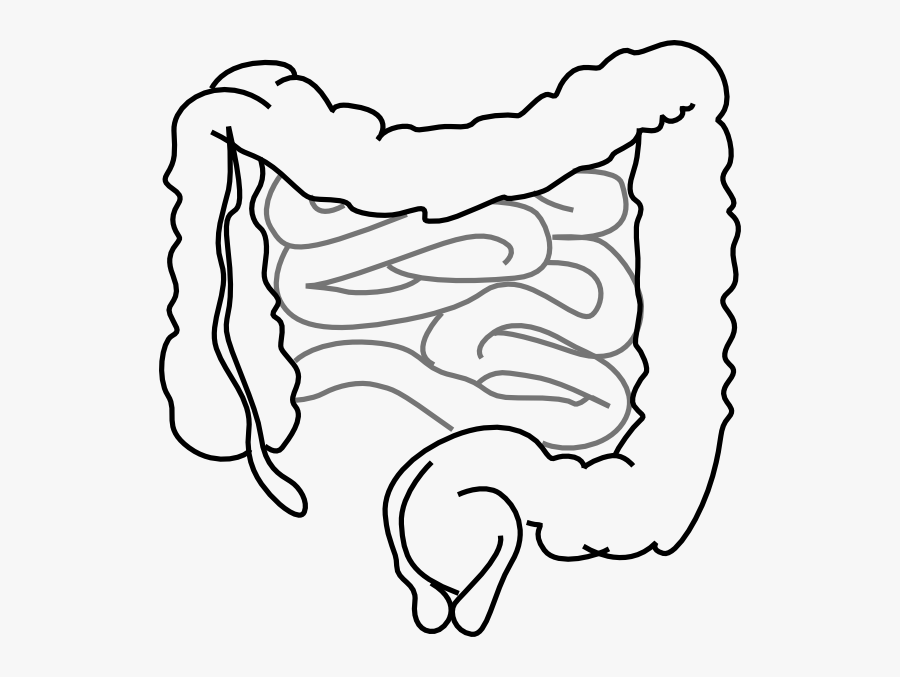 Intestines Clipart, Transparent Clipart