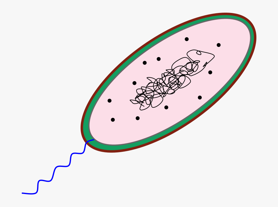 Bacteria - Bacterial Cell Clipart, Transparent Clipart