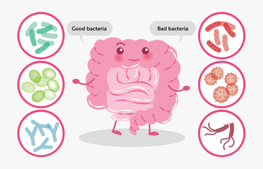 Reset Your Gut Health Series - Good Gut Bacteria, Transparent Clipart