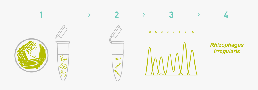 Dna Barcoding Dna Fingerprinting In Plants, Transparent Clipart