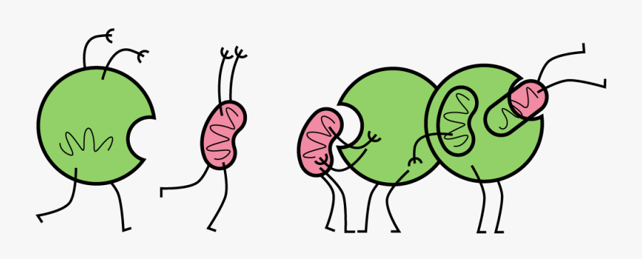 Vaccine Clipart Dead Bacteria - Autophagy Fasting, Transparent Clipart