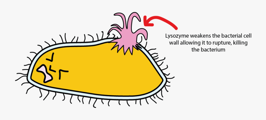 Transparent Cell Wall Png - Does Lysozyme Kill Bacteria, Transparent Clipart
