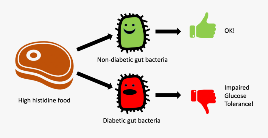 New Study Adds To Story On Gut Bacteria And Diabetes, Transparent Clipart