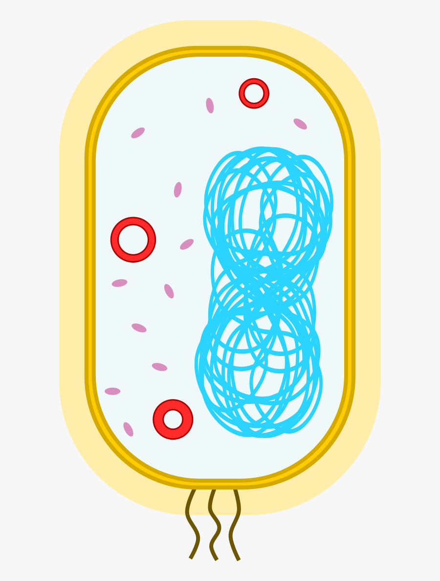 Organelle Examples, Transparent Clipart