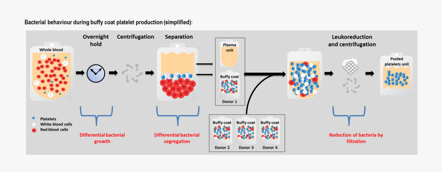 Bacterial Behaviour During Buffy Coat Platelet Production, Transparent Clipart