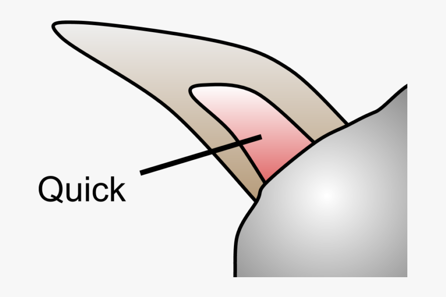 How To Trim Your Bunny"s Nails - Tilt The Screen Back Read, Transparent Clipart