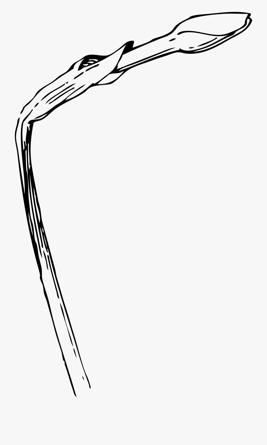 Narcissus Bud Clip Art - Daffodil Bud Drawing, Transparent Clipart