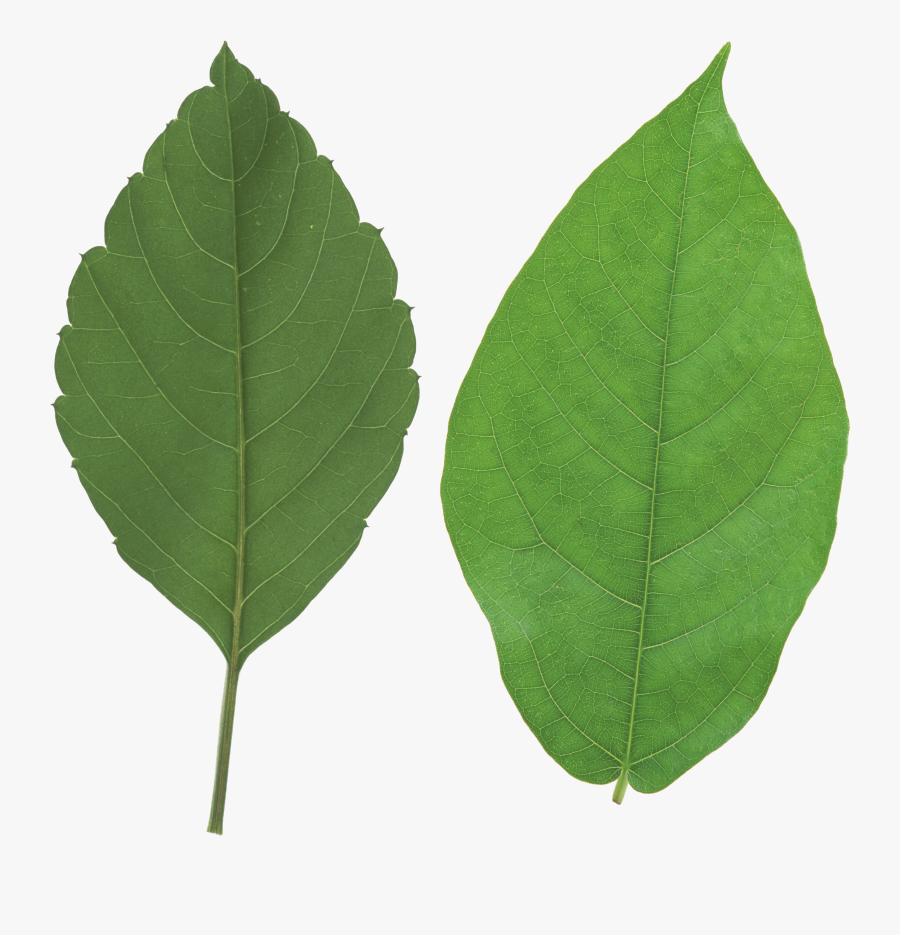 Vector Black And White Download Apple Leaf Clipart - Leaf Png Free, Transparent Clipart