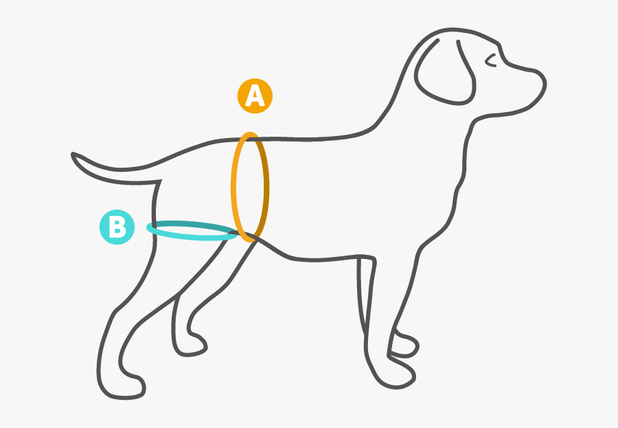 Knee Of A Dog, Transparent Clipart