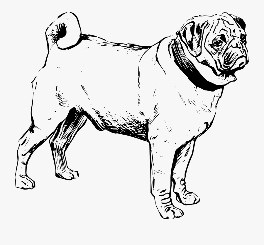 Outline Of Pug, Transparent Clipart