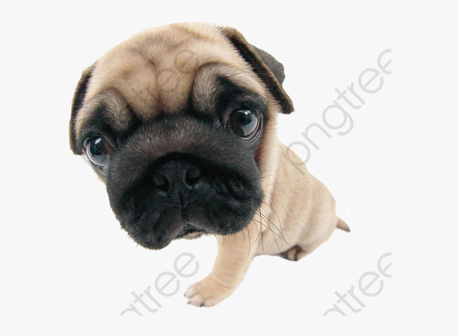 Starling Avatar - Pug, Transparent Clipart