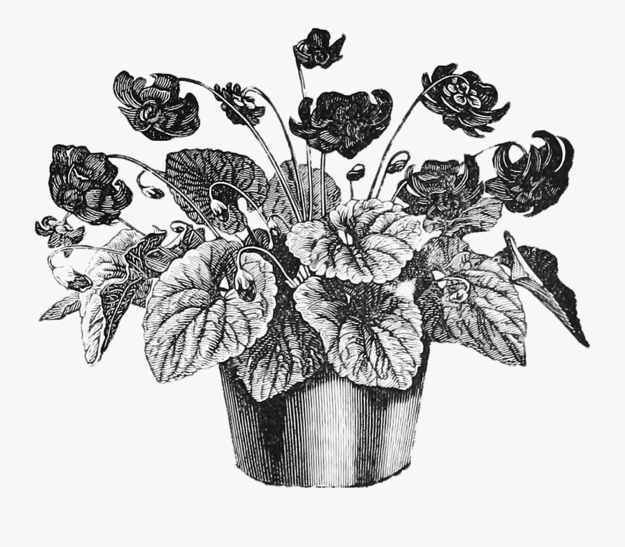 Flower Pot, Pot, Nature, Graphics, Flower, Hq Photo - Plant Pot Vintage Illustration, Transparent Clipart