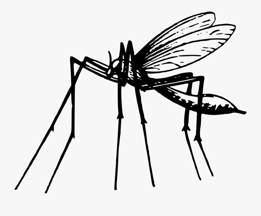 Mosquito - Mosquito En Blanco Y Negro, Transparent Clipart