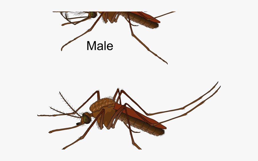 Diseases Spread Through Insects, Transparent Clipart