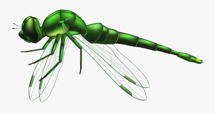 Dragonfly Green Png Clip Art - Dragonfly Art Transparent Background, Transparent Clipart