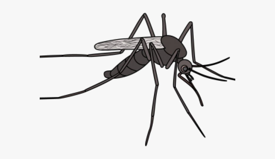 Transparent Background Mosquito Png, Transparent Clipart