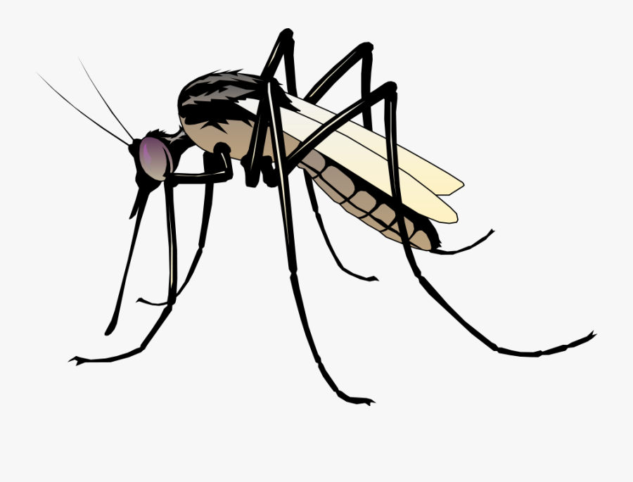 Mosquito Clip Art - Mosquito Clipart, Transparent Clipart