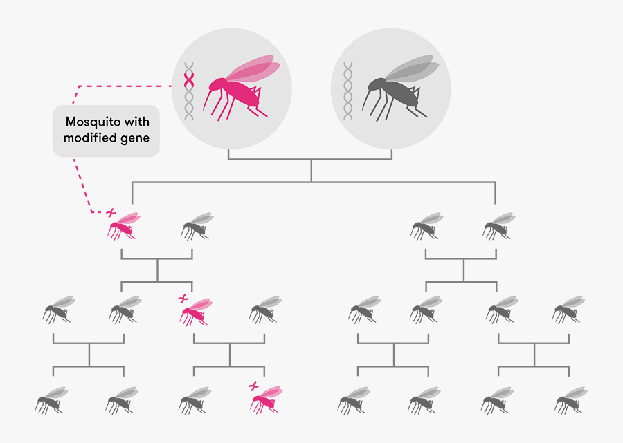 Diagram - Gene Drive Malaria, Transparent Clipart