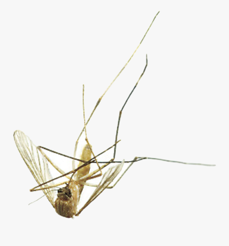 Clear Mosquito Transparent Background, Transparent Clipart
