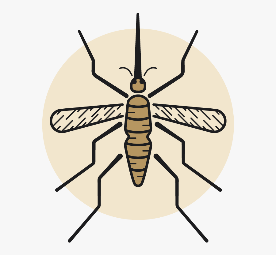 Net-winged Insects, Transparent Clipart