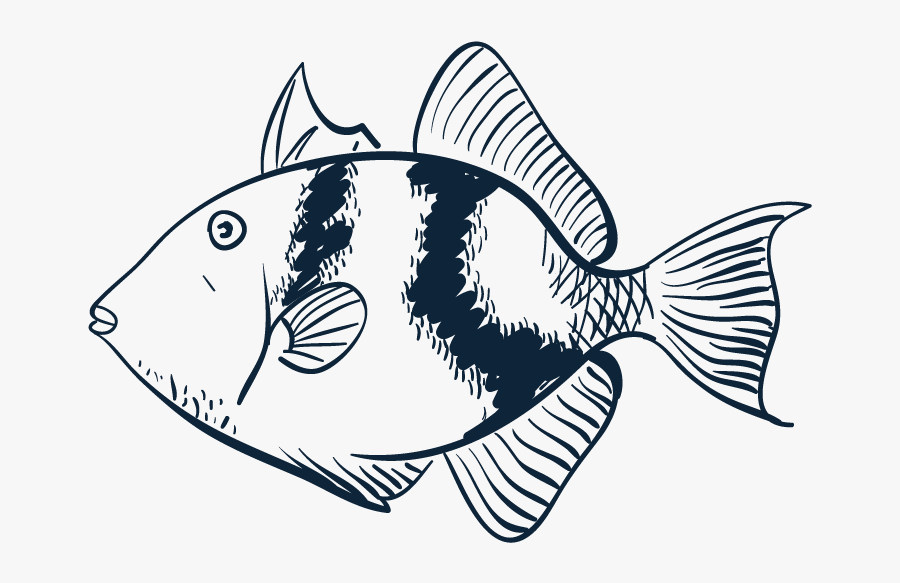 Species Scup Porgy - Reef Fish, Transparent Clipart