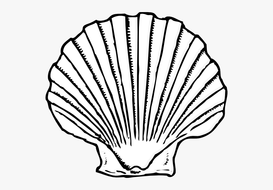 Seashell Clipart Png, Transparent Clipart