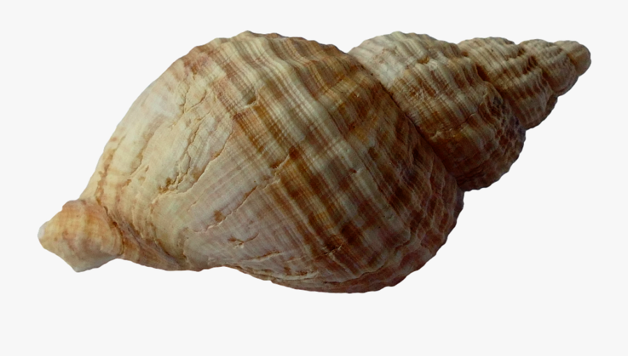 Shell 1, Buy Clip Art - Clipart Coquillage, Transparent Clipart