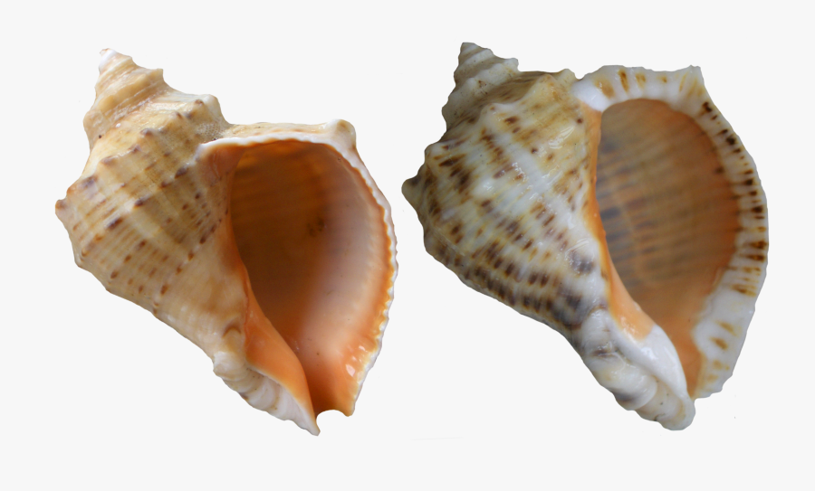 Seashells Clipart Shell Conch - Рапан Png, Transparent Clipart