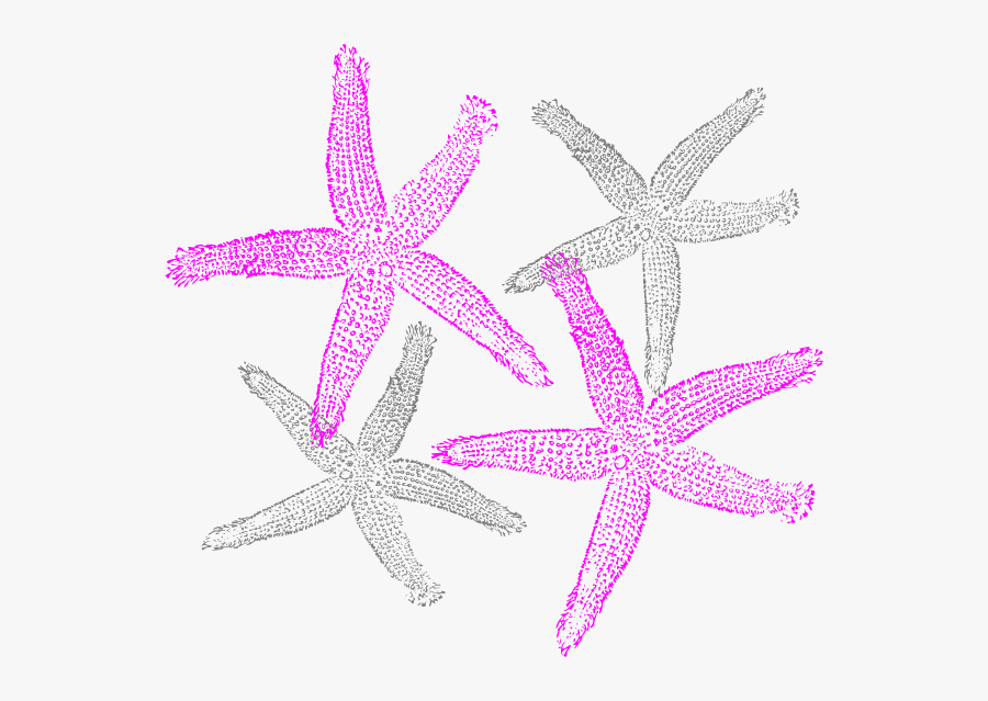 Pink And Prints Clip - Shell Starfish Clip Art, Transparent Clipart
