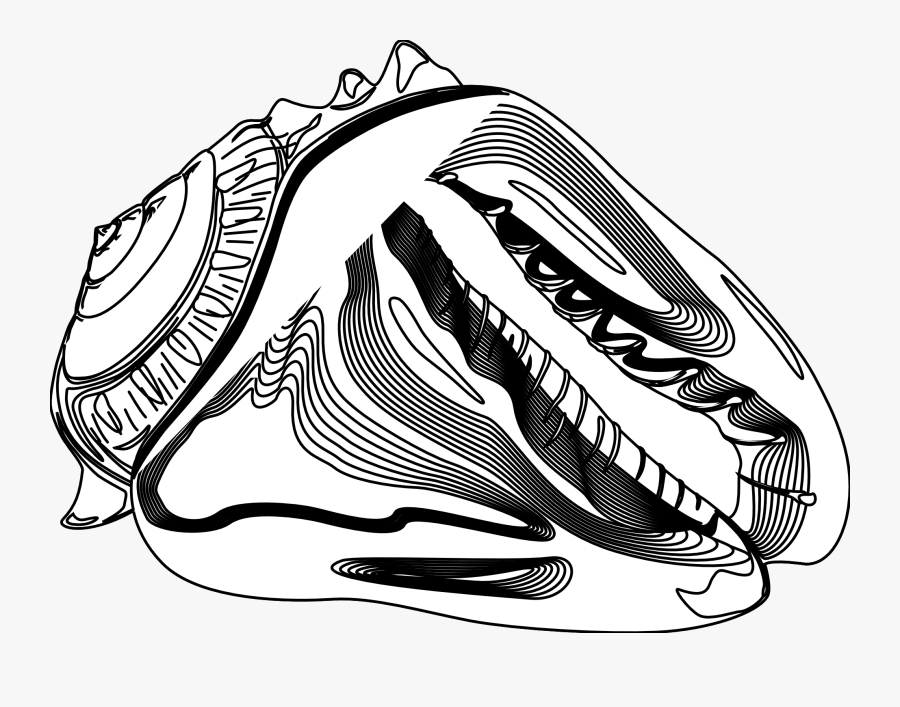 Seashell Graphics - Clipart Best - صور قواقع واصداف بالرصاص, Transparent Clipart