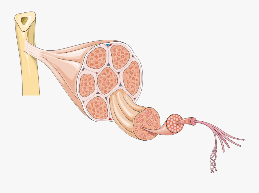 Muscle Fiber Diagram Unlabeled, Transparent Clipart