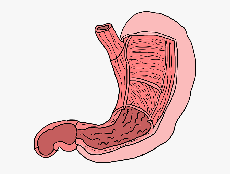 Stomach, Muscles, Muscle Layers, Anatomy - วาด รูป กระเพาะ อาหาร, Transparent Clipart