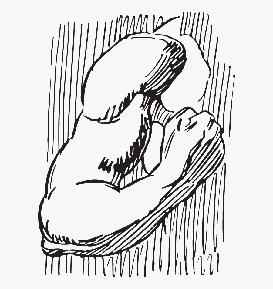 Line Art, Transparent Clipart