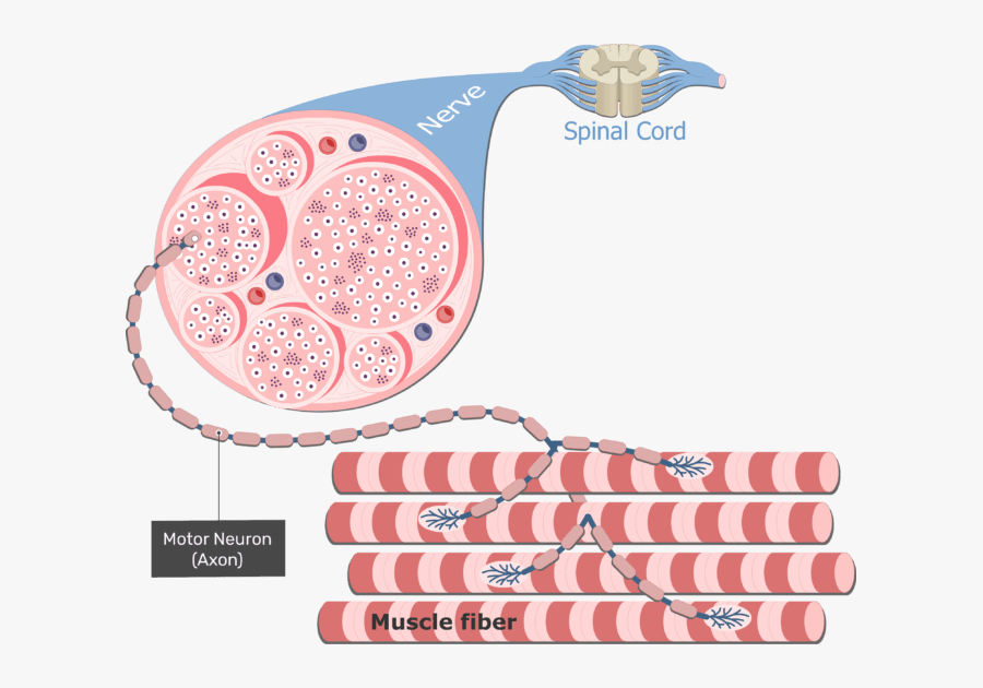 Motor Unit In Skeletal Muscle, Transparent Clipart