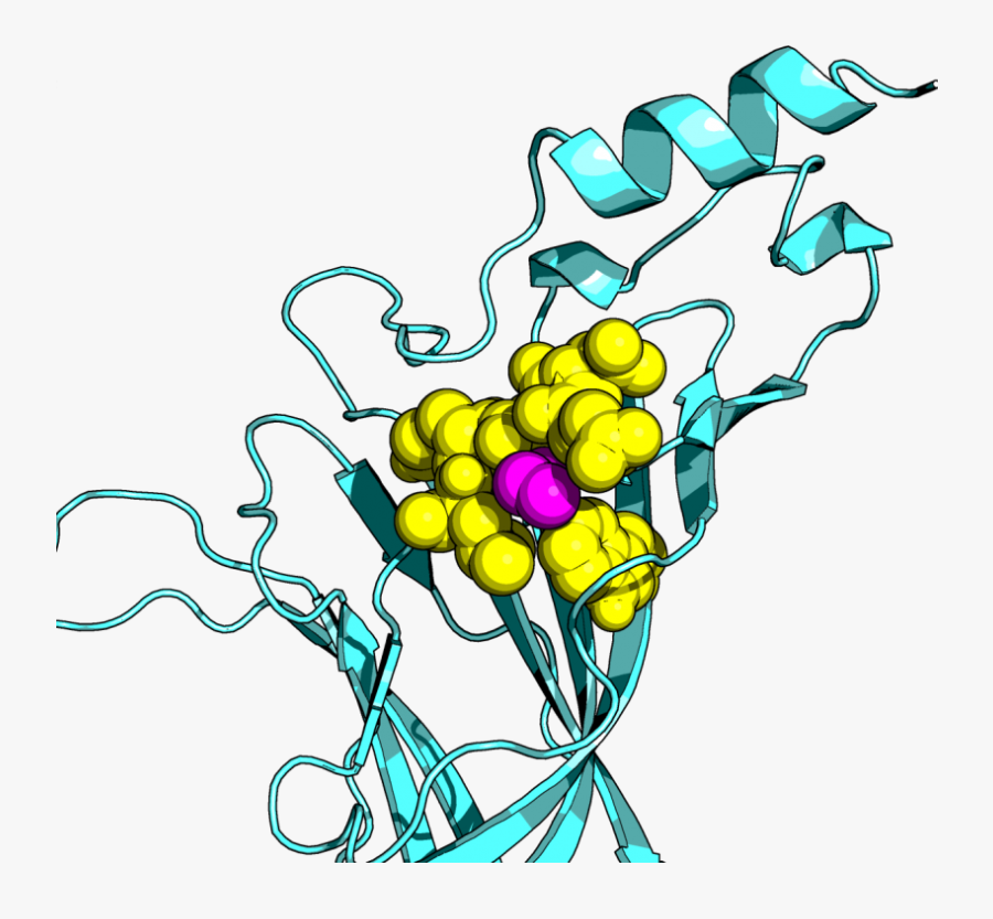 Alcohol Reduces Muscle Fatigue Through Atomistic Interactions, Transparent Clipart
