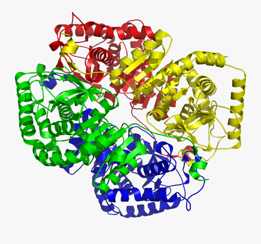 Lactate Dehydrogenase M4 1i10 - Ldh Enzyme, Transparent Clipart