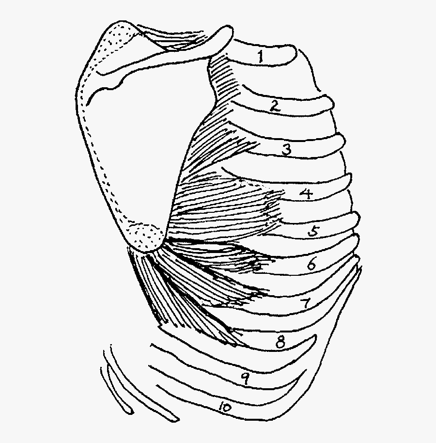 Diagram Showing The Origin And Insertion Of Serratus - Digitations Of Serratus Anterior, Transparent Clipart