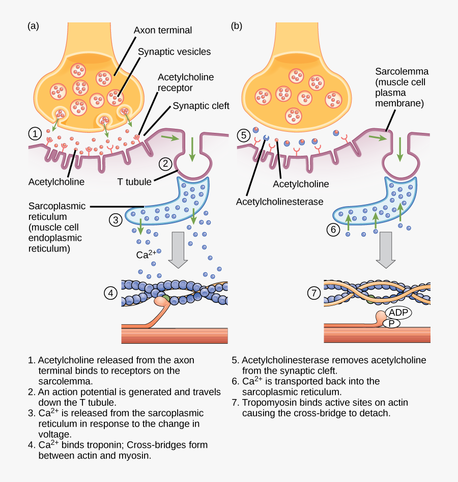 Figure 38 04 06f - Diagram Excitation Contraction Coupling, Transparent Clipart
