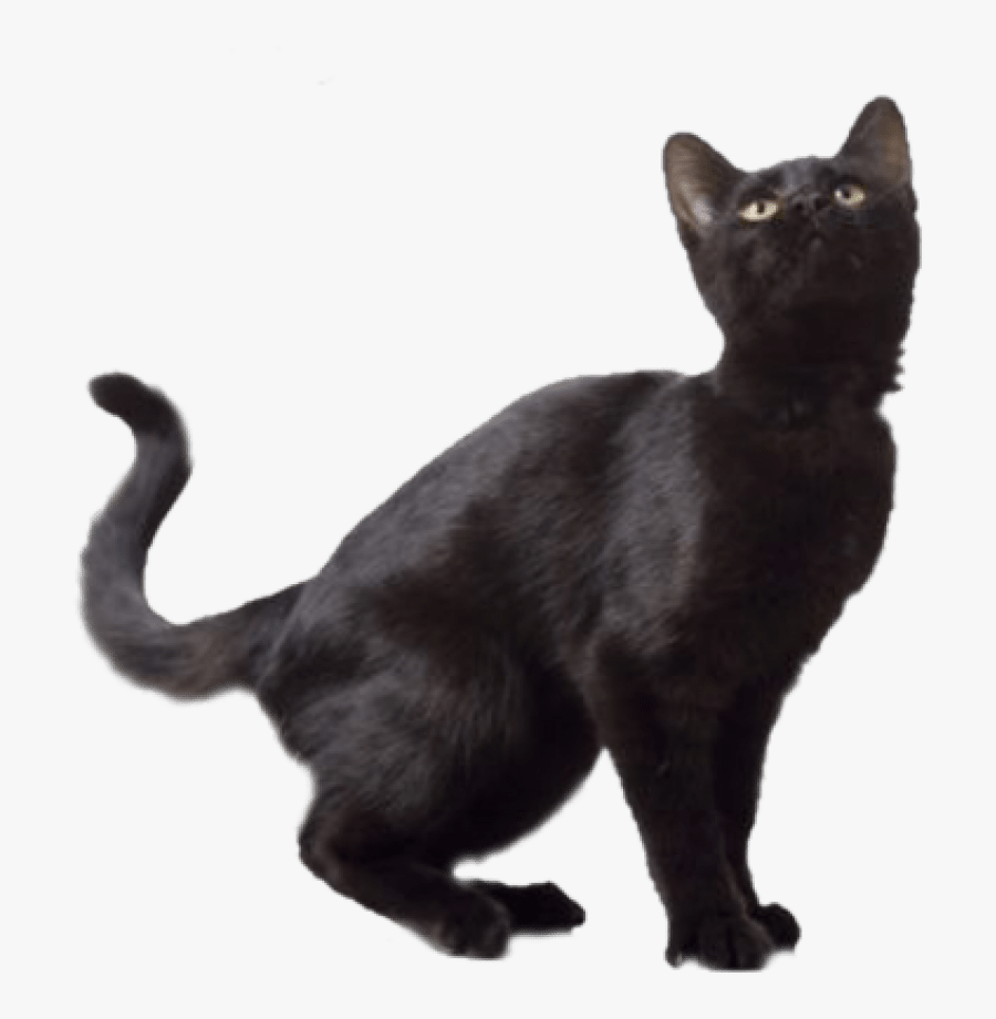 Clip Art Png Free Images Toppng - Black Cat No Background, Transparent Clipart