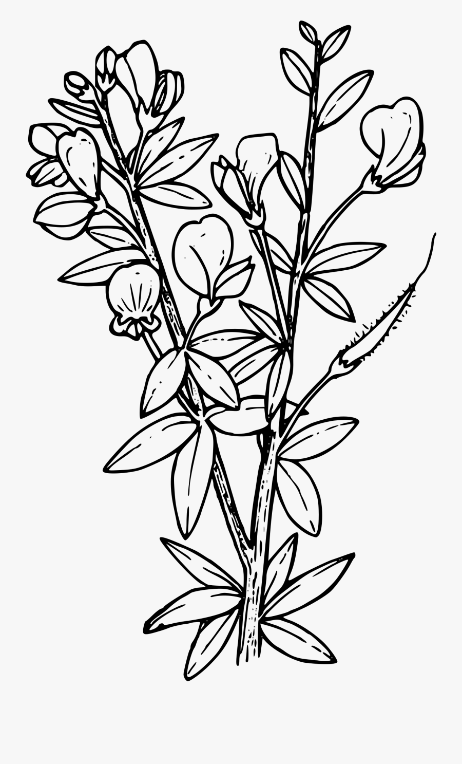 Scot"s Broom Clip Arts - Scottish Broom Plant Drawing, Transparent Clipart