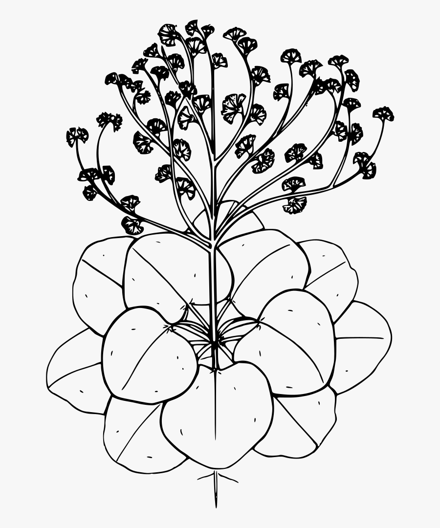Broom Buckwheat - Drawing, Transparent Clipart