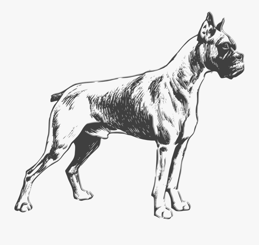 Black And White Boxer Dog Vector, Transparent Clipart